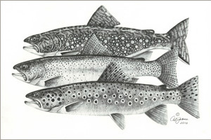 Al Jensen Art: Brook Trout, Rainbow Trout & Brown Trout